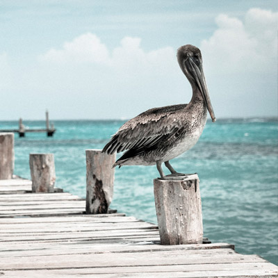 ddos攻击器安卓ios下载